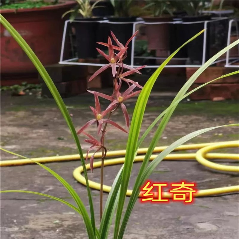 速发兰花苗 华池 虎蕊蕊碟大团圆福荷素多多碟宋蝴蝶黄荷盆栽花卉