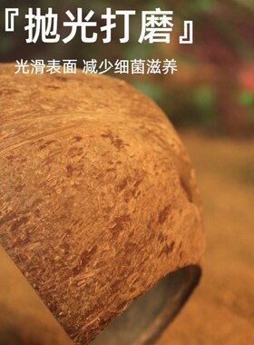 速发椰子壳蛇避爬宠守宫蜥蜴乌龟角仓躲寄居蟹躲避屋爬虫蜘蛛蛙鼠