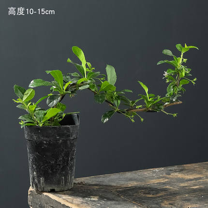 福建茶盆景办公室绿植室内花卉四季好养茶几书桌茶盆栽带盆栽好