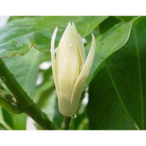 芳香花卉白兰花高档盆栽植物香气袭人花期长高1米左右白缅花缅桂