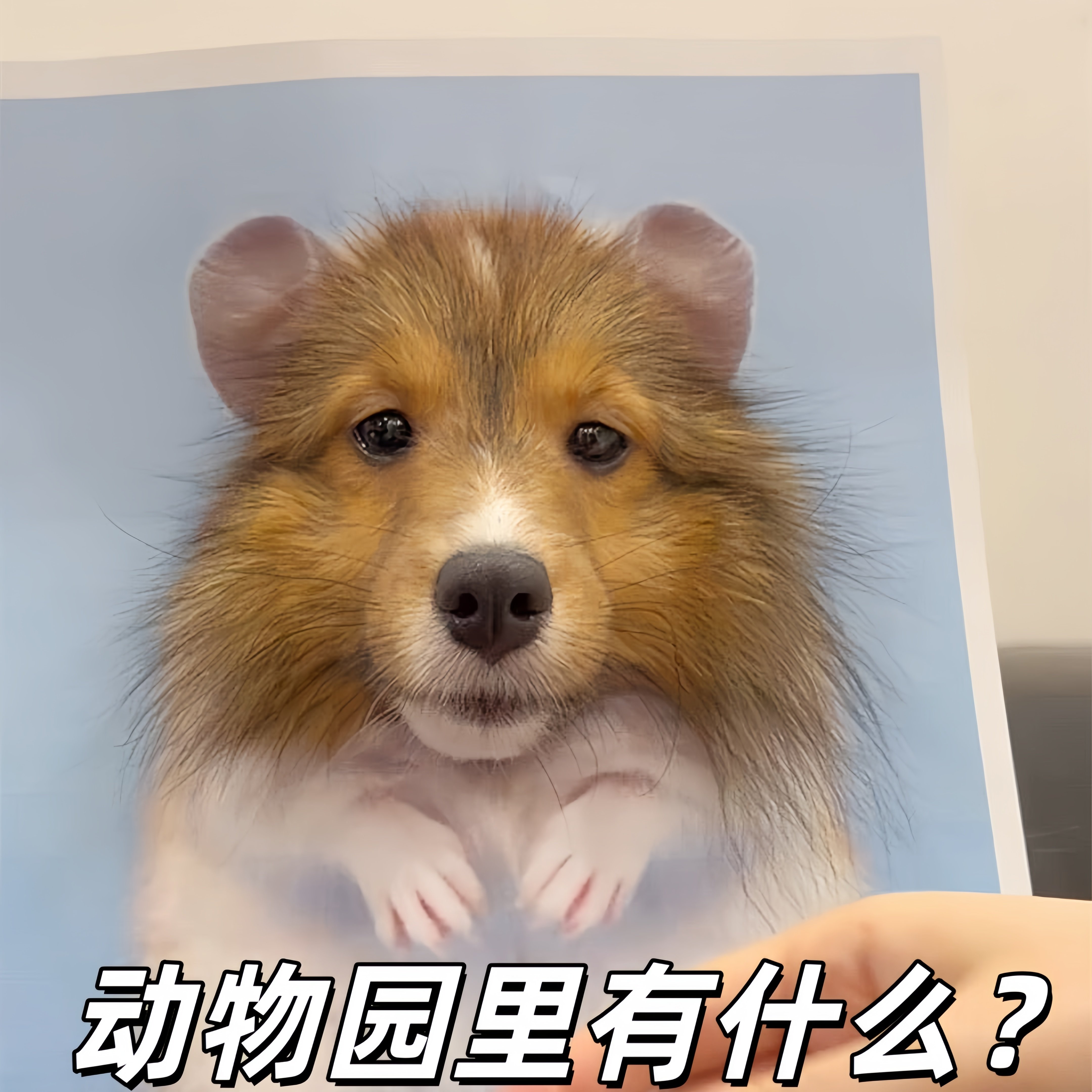 宠物头套动物模仿动物园里有什么图片