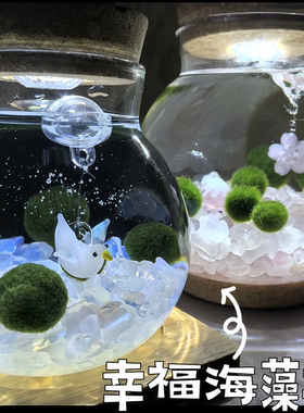 陪你到老炸毛宠物海藻球
