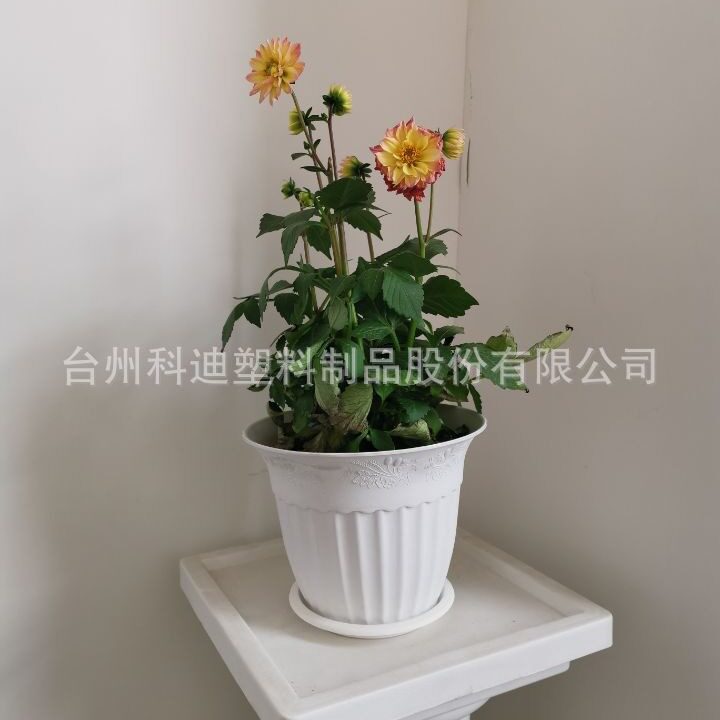 外贸工厂科迪花盆KD3503W白色反边塑料花盆家居装饰种植盆系列