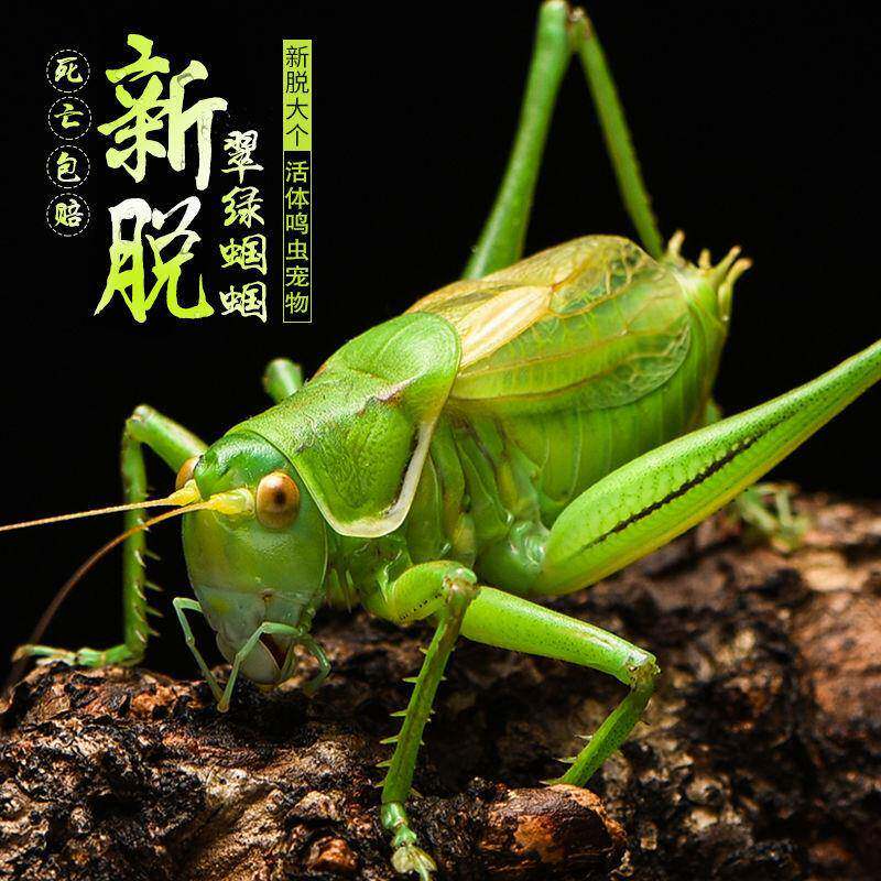 新品蝈蝈活虫铁鸣虫活体大幼虫憨叫大肚子叫铁皮绿宠物亚马逊厂家