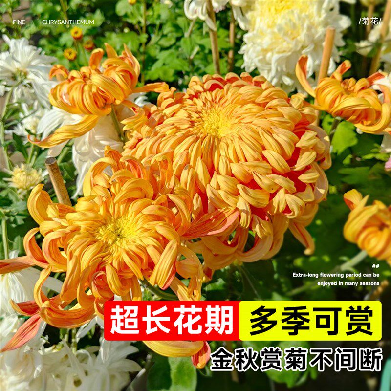 速发菊花盆栽带花苞金丝皇菊千头菊大花苗室内鲜花花卉绿植物四季