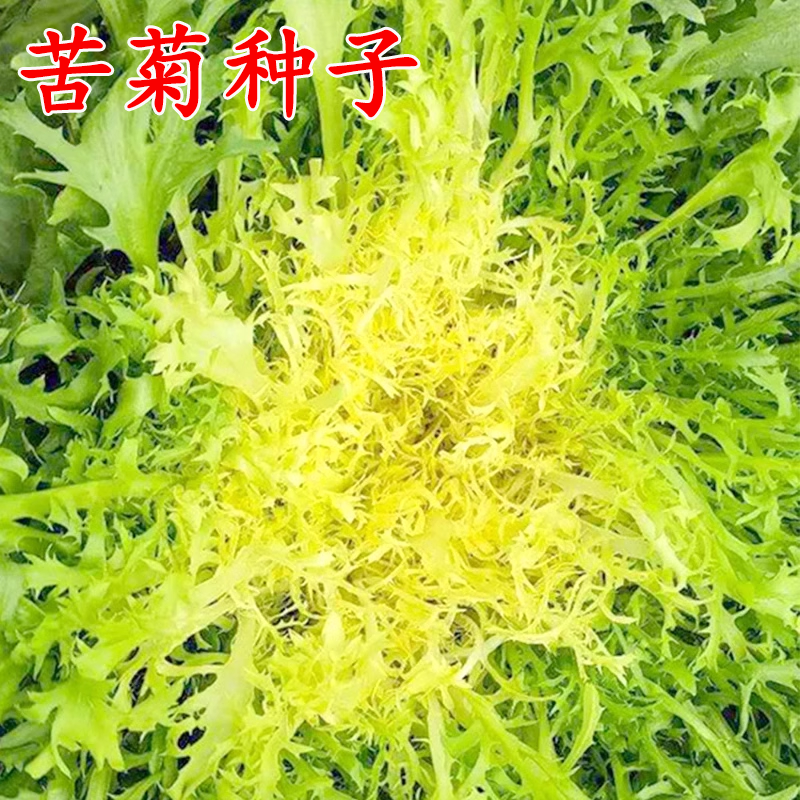 四季苦菊种子苗花叶苦菊菜籽种苦苣菜种籽秋季盆栽蔬菜种籽孑菜种