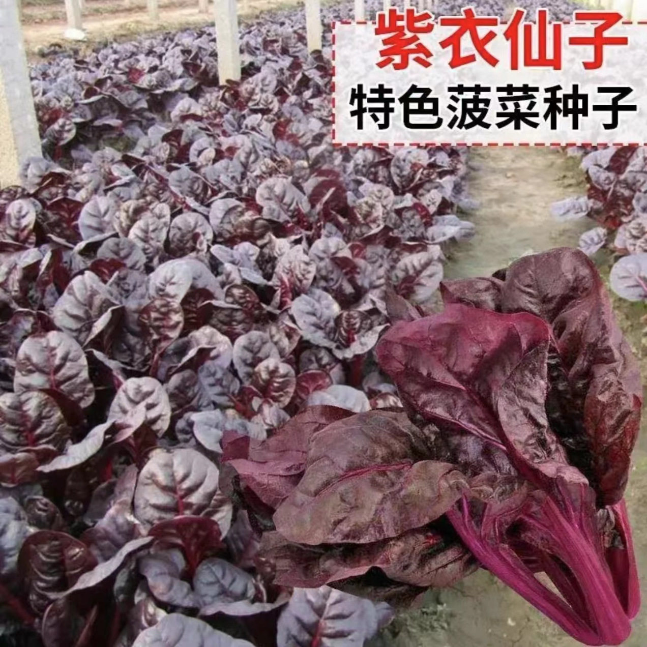 紫衣菠菜种子紫叶菠菜种籽四季阳台盆栽蔬菜种子耐寒冬季紫菠菜籽