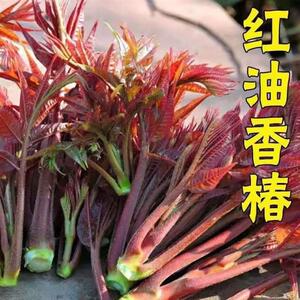 红油香椿种子四季播香椿种子红叶香春芽苗菜蔬菜种子四季香椿农家