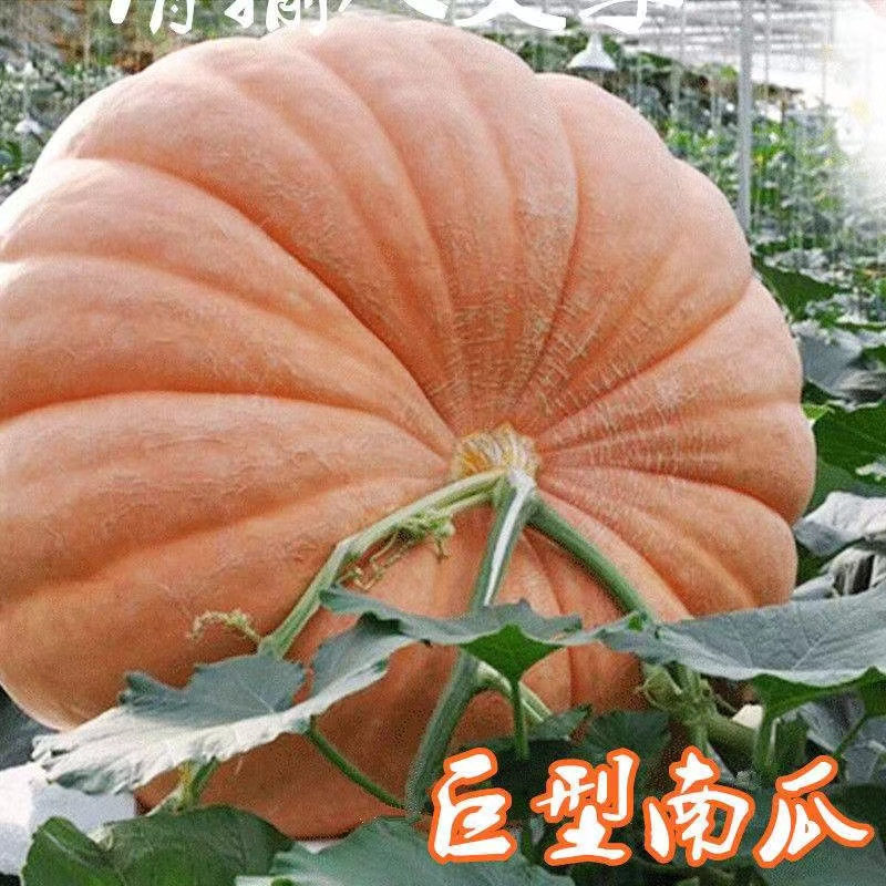 农家正宗巨型南瓜种子高产南瓜吃苗超大南瓜种籽四季瓜果蔬菜种孑
