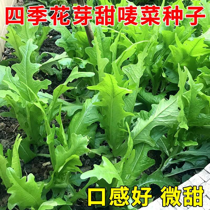 花芽甜唛菜种子四季播开叉油麦菜种子清香无斑油麦菜种子蔬菜种子