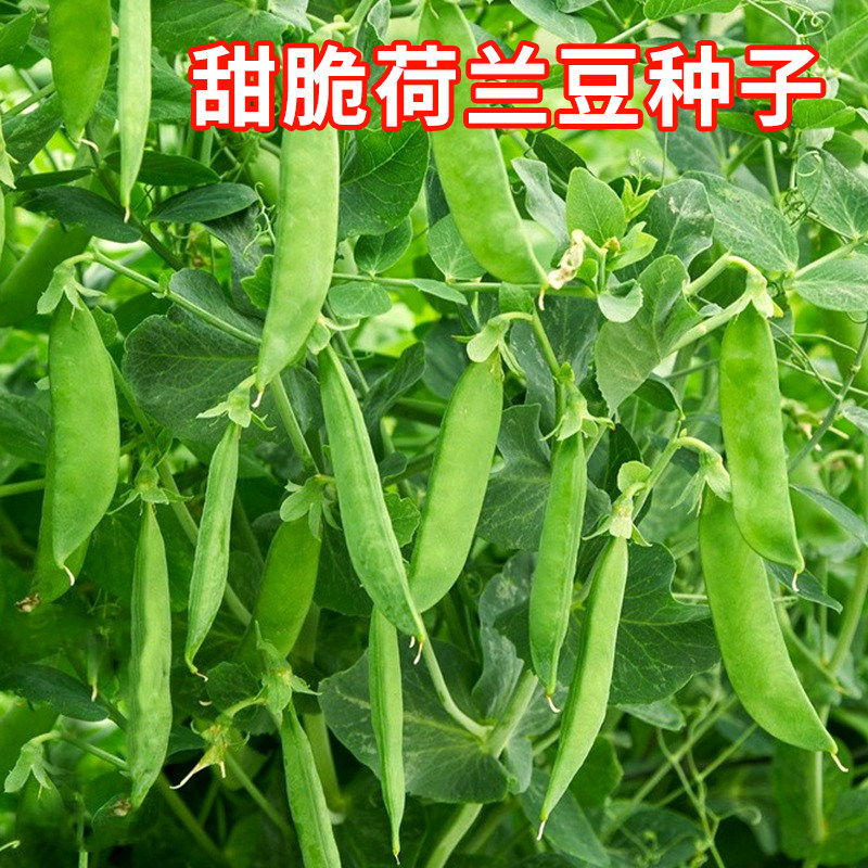 荷兰豆种子甜脆荷兰豆种籽四季播蔬菜种子阳台庭院盆栽豌豆角种子