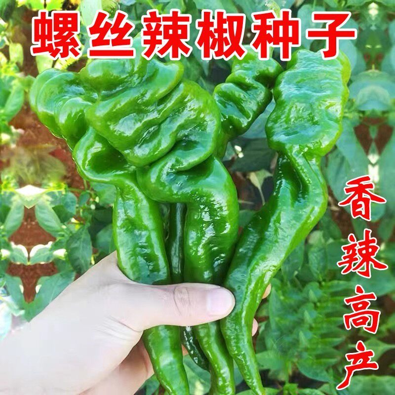 螺丝椒种子香辣早熟抗病薄皮尖椒超辣辣庭院阳台四季盆栽椒蔬菜丝