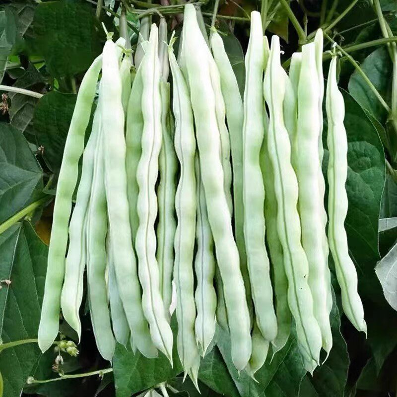 四季白芸豆种子豆角籽早熟高产春秋季白不老四季豆角种子菜园种植