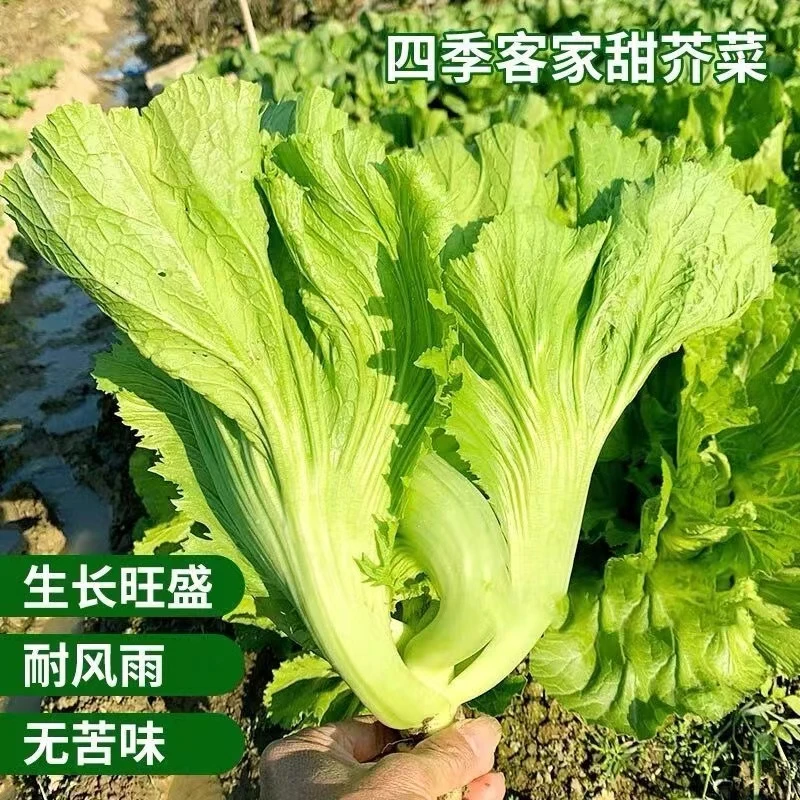 宽帮青菜种子春秋四季高产大叶蔬菜种孑可腌制阳台盆栽农家菜籽种