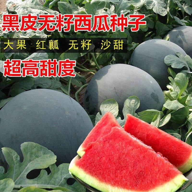 黑皮红瓤无籽西瓜种子超甜多汁特大四季春季懒汉南方种籽蔬菜种孑
