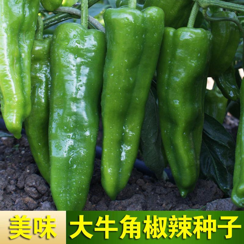 牛角椒种子高产薄皮辣椒种子室内外盆栽阳台种植四季蔬菜辣椒种孑