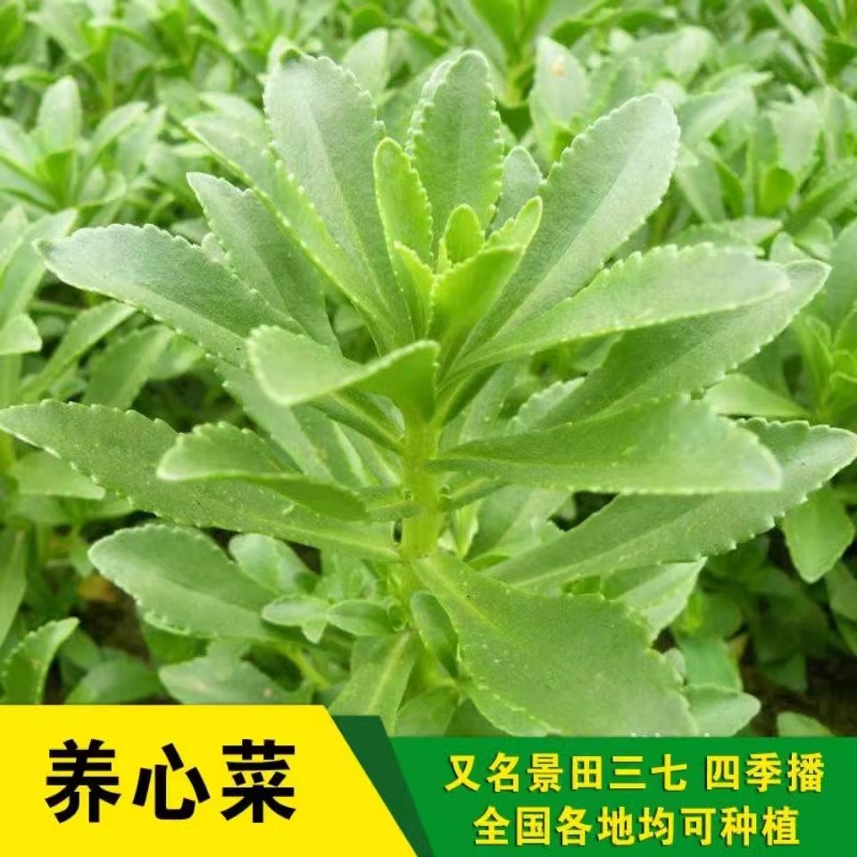 养心菜种子高钙救心菜庭院家庭阳台四季种植易成活盆栽秧苗养心菜