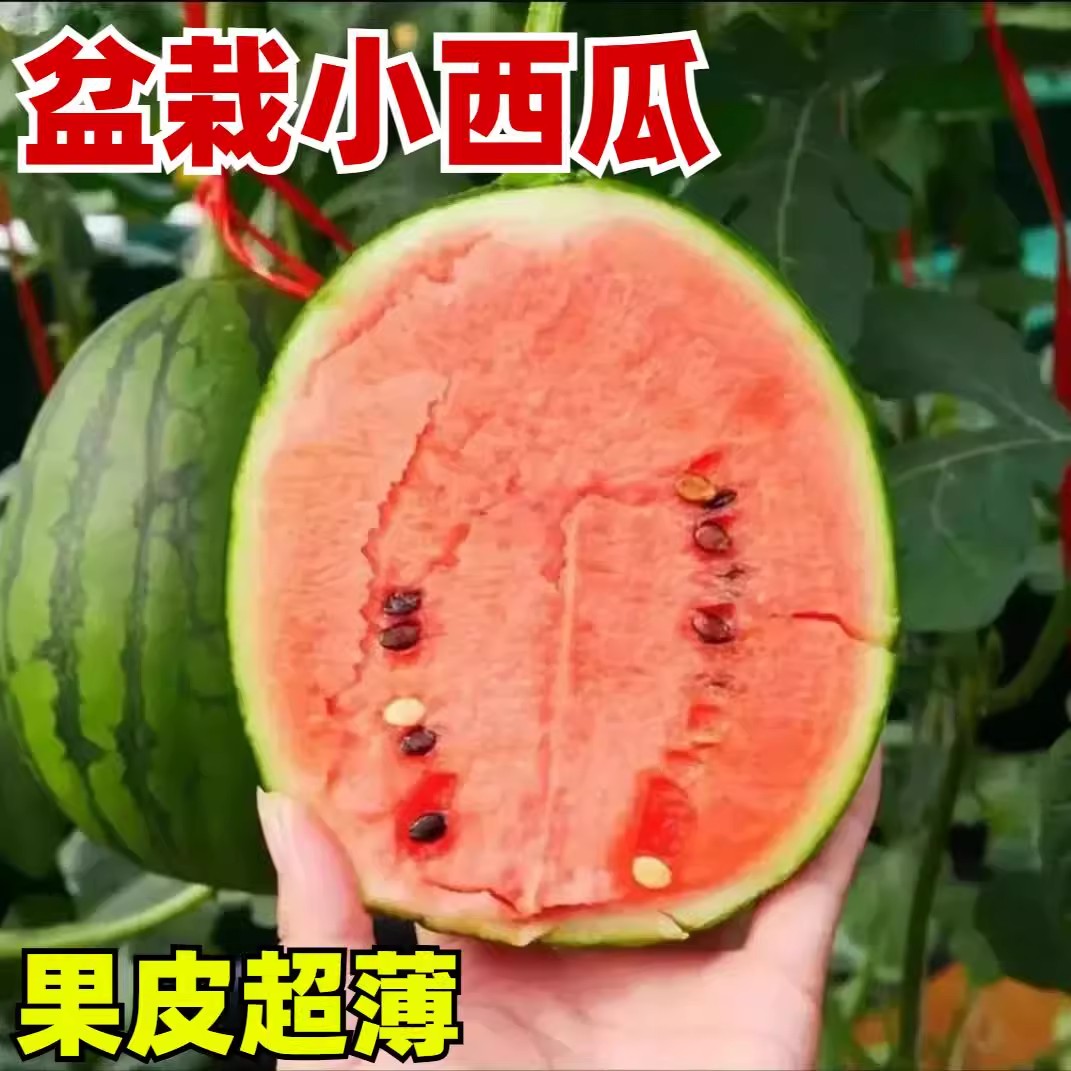 小西瓜种子甜脆皮薄少籽红瓤西瓜盆栽阳台水果种籽高产四季种植籽