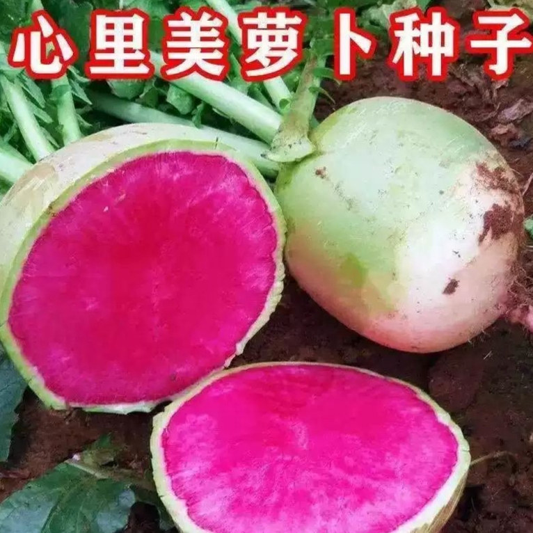 心里美萝卜种子红心萝卜种子水果萝卜种籽满膛红四季冰糖心萝卜籽