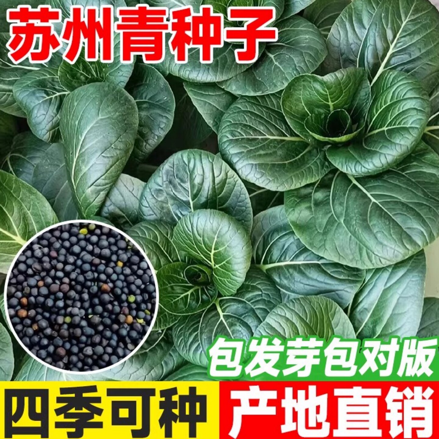 黑叶矮脚苏州青种子黑大头上海青高产油菜籽种小青菜四季蔬菜种植