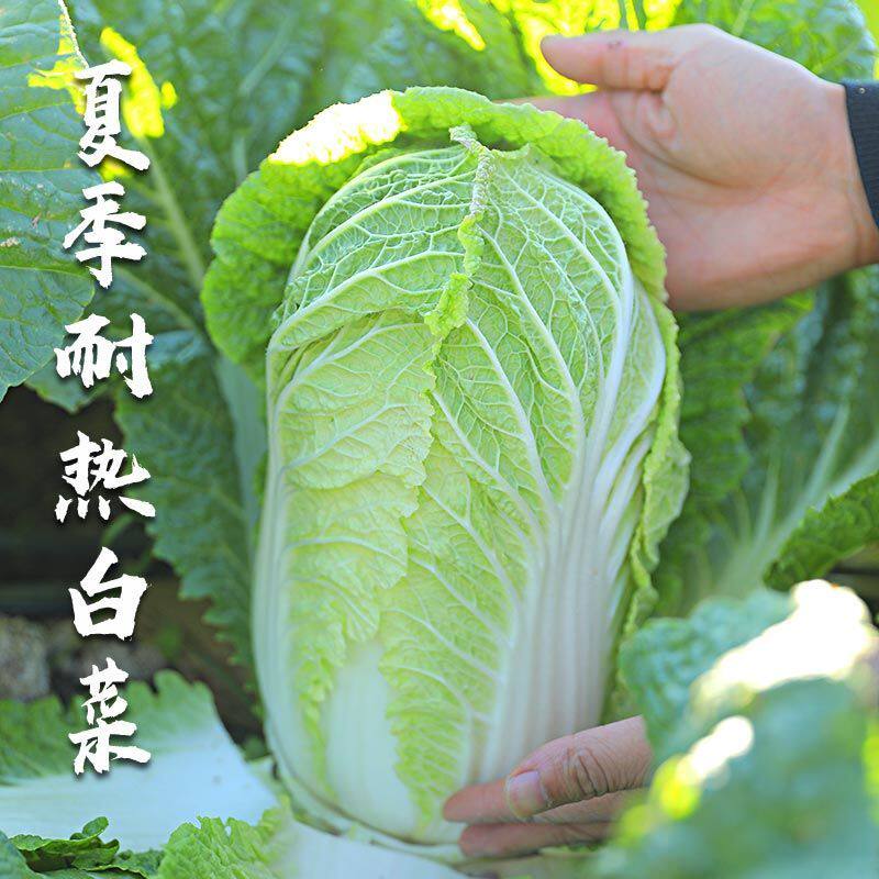 夏阳耐热大白菜种子种籽夏播蔬菜孑夏季秋四季菜籽菜种好养活