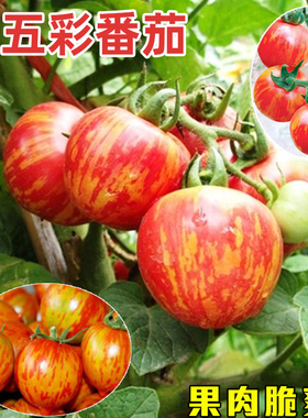 红五彩番茄种子红色西红柿蔬菜种籽孑高产庭院室内外阳台春播早熟