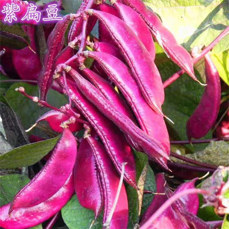 紫眉豆种子高产早熟豆角猪耳朵红紫扁豆种孑梅豆种籽爬藤蔬菜种籽