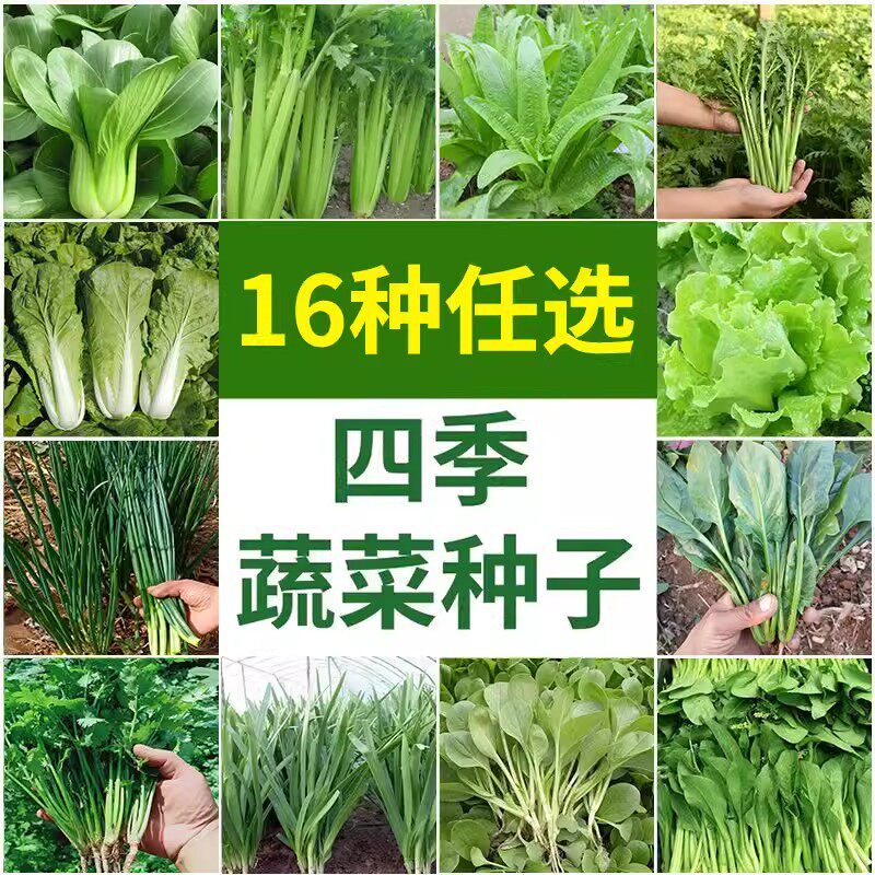 四季速生快菜种子四季播种青蔬菜种子奶油小白菜春秋种籽四季种植