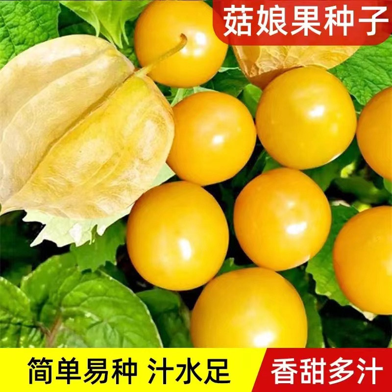 黄菇娘果种子灯笼果黄姑娘果种种子东北浆果野生水果种孑阳台盆栽
