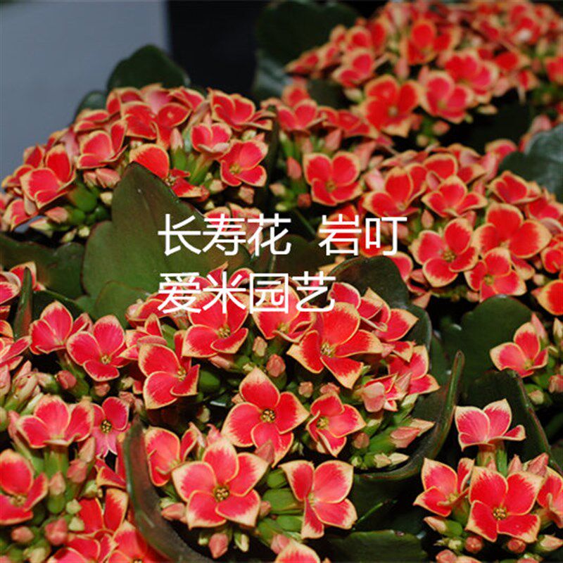 爱米园艺长寿花单瓣室内花卉长寿花新品单瓣pacaya-辛巴斯-熔岩