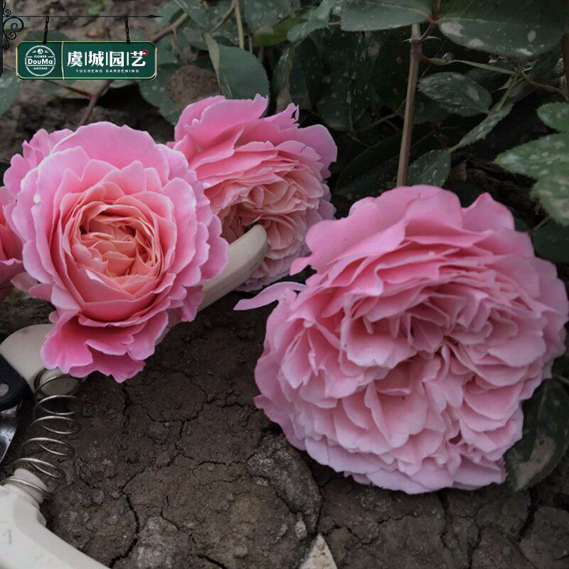 小苗虞城园艺 灌木月季 泡芙花园 特大花浓香丰花四季开花耐热