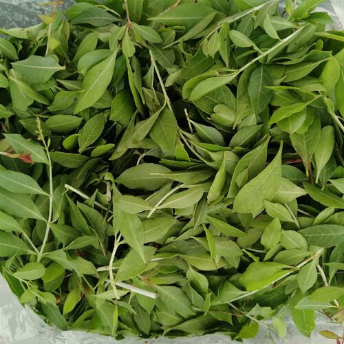 新鲜指甲花叶染遮白发盖白发染散沫花叶子现摘现发植物染一件1斤