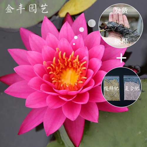 金丰园艺 曼拉大型睡莲粉红色耐寒四季水培室内盆栽畅销带花苞?