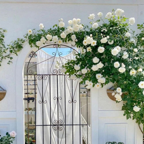 白冰山藤本月季 花量大长势快 白色耐寒耐热蔷薇庭院拱门篱笆盆栽