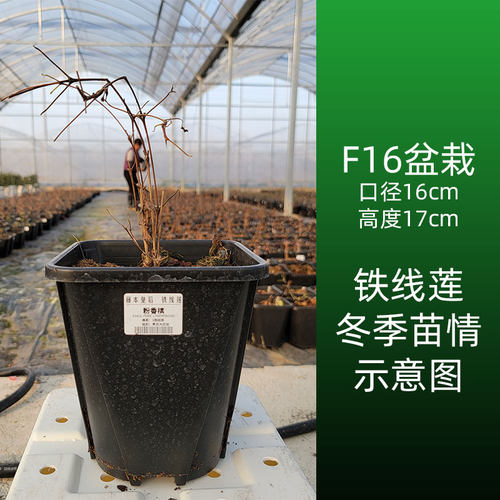 伟伟园艺 新品大道铁线莲 撒玛利亚人乔 矮生多花盆栽庭院阳台