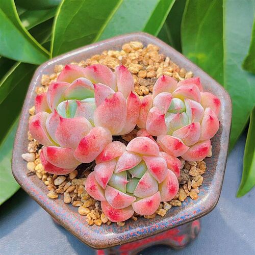 慢悠花房如梦令精品多肉办公室阳台绿植园艺盆栽花卉庭院多肉植物