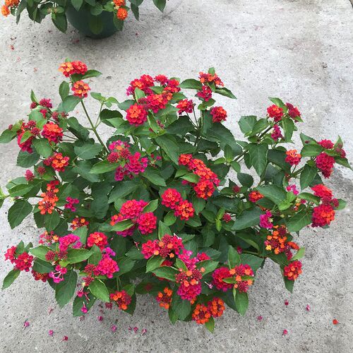 五色梅花卉盆栽庭院花园植物马缨丹耐热耐晒花开不断花期长易爆盆