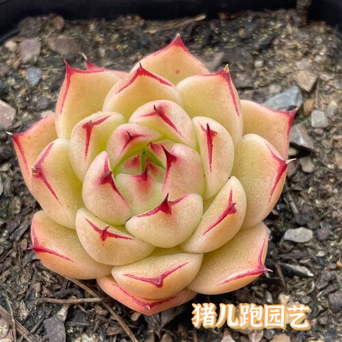 猪儿跑园艺丨精品一物一拍精养楼台多肉植物