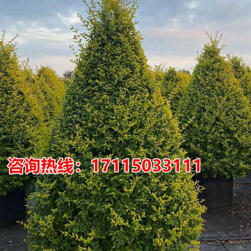 花镜绿植园艺植物搭配矾根花苗亮晶女贞棒棒糖造型树佛甲草苗庭院