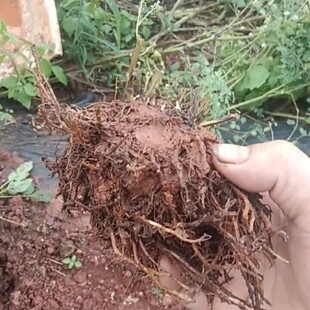 路兮园艺 偏翅唐松草花卉盆栽耐寒花镜新奇网红花园植物阳台庭院
