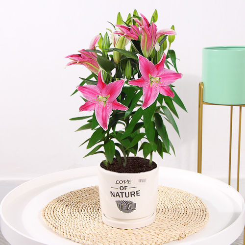 香水百合花盆栽带花苞花苗百合盆栽鲜花耐寒花卉植物室内客厅绿植