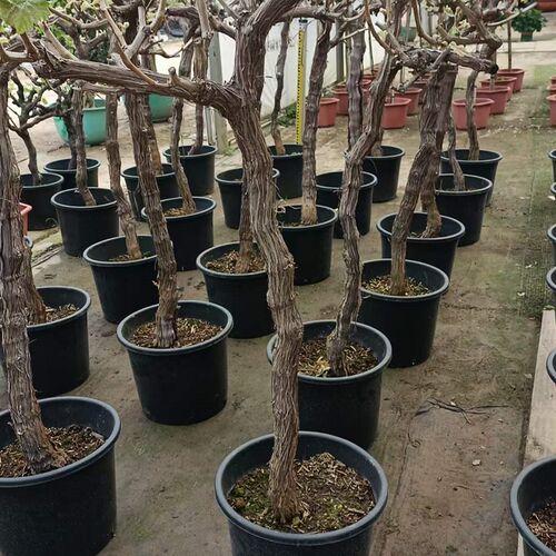 龙吐珠花苗爬藤植物带花苞藤蔓遮阳台围墙地栽盆栽四季开花庭院花