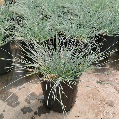 花镜植物蓝羊茅盆栽组合搭配观赏庭院阳台植物多年生耐寒耐热包邮