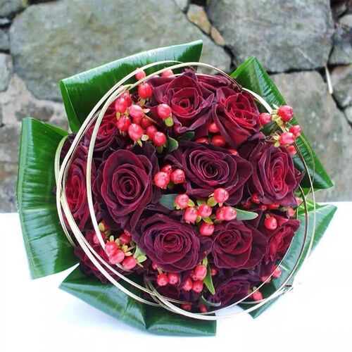 黑巴克 灌木月季 大花切花 暗黑色多季开花 丝绒感切花月季正版