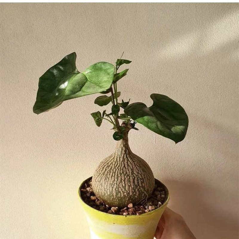 睡布袋仙人球块根植物网红绿植爬藤花卉室内盆栽花卉仙人掌好养