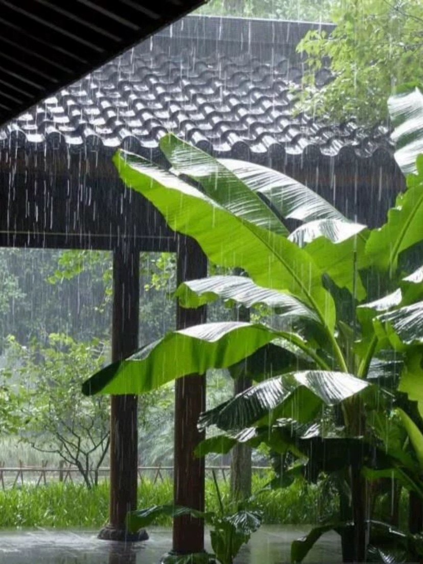 庭院绿化树苗香蕉树苗观赏芭蕉树