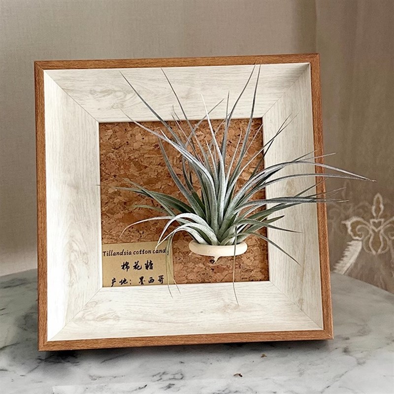 热销中古墙面壁饰植物挂画空气凤C梨套餐现代装饰画框复古桌面摆