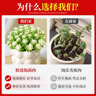 热销多肉植物大老桩多q头群生组合小盆栽绿植花卉室内桌面含带陶