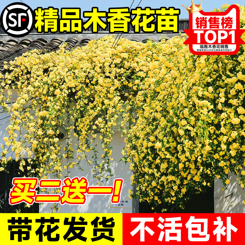 速发重瓣黄木香爬藤植物院白木香室内红台庭外花卉绿植四季开花好