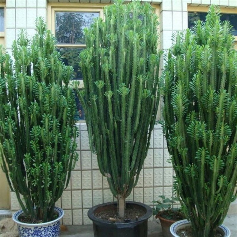 速发龙骨盆栽盆景办公室内外客厅仙人掌花卉吸甲醛招财植物绿植
